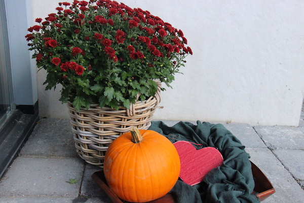 Favoriete herfst plant: de Chrysant in de warme kleuren oranje of geel